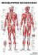 anat. Lehrtafel: Männliches Muskelsystem 70 x 100 cm, laminiert, 1 Stück