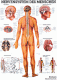 anat. Lehrtafel: Nervensystem des Menschen 70 x 100 cm, laminiert, 1 Stück