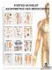 Mini-Poster Booklet: Akupunktur, 1 Stück