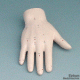 Akupunkturmodell Hand, 1 Stück