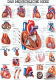 anat. Lehrtafel: Das menschliche Herz 70 x 100 cm, Papier