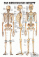 anat. Lehrtafel: Das menschliche Skelett 70 x 100 cm, laminiert