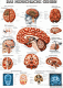 anat. Lehrtafel: Das menschliche Gehirn 70 x 100 cm, Papier, 1 Stück
