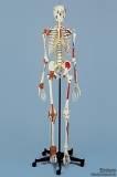 Super-Duper-Skelett auf 5-Fuß-Stativ mit Staubschutzhülle