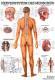 anat. Mini-Poster: Nervensystem des Menschen 24 x 34 cm, laminiert